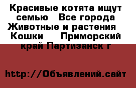 Красивые котята ищут семью - Все города Животные и растения » Кошки   . Приморский край,Партизанск г.